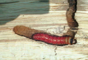 Capenterworm larva