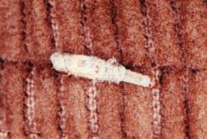 Case-making clothes moth