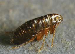 cat flea