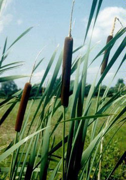 Cattails