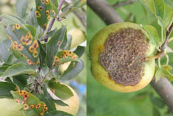 Cedar-apple rust on apple