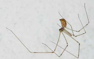 Cellar spider