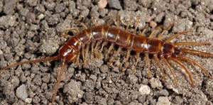 centipede