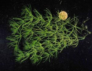 Chara (stonewort)