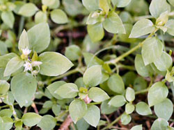 common chickweed