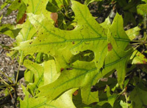 Leaves showing chlorosis