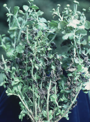 Chrysanthemum nematode damage