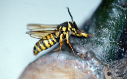 Clearwing borer adult