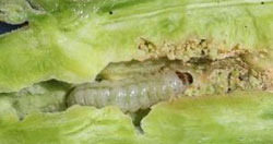 Clearwing borer larva