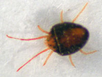 Clover mite