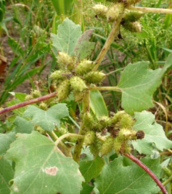 common cocklebur