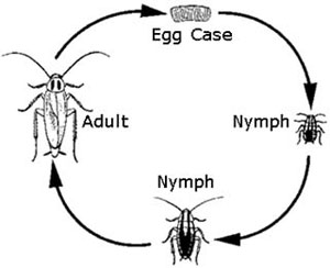 Cockroach lifecycle