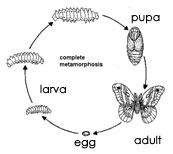 complete metamorphosis cycle