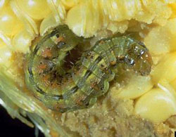 Corn earworm