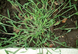 Crabgrass