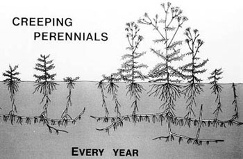 Creeping perennial spread