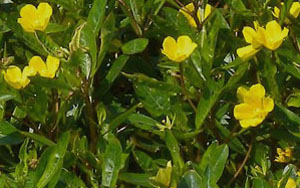 Creeping water primrose