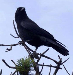 Crow