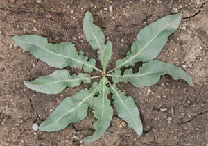 Curly dock rosette