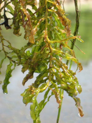 Curly-leaved pondweed