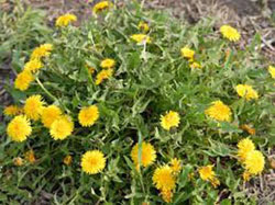 Dandelion
