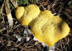 Dog vomit slime mold