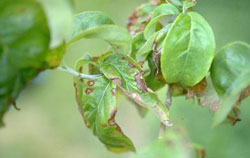 dogwood anthracnose