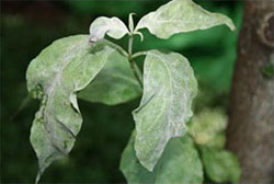 Dogwood powdery mildew