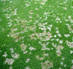 Dollar spot