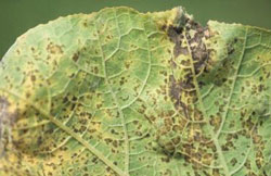 Downy mildew