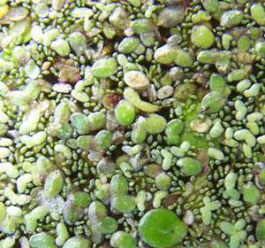 Duckweed