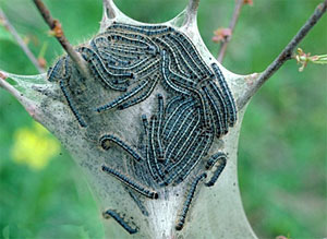 Eastern tent caterpillars