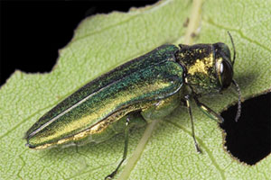 Emerald ash borer