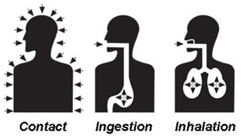 Routes of pesticide entry into body