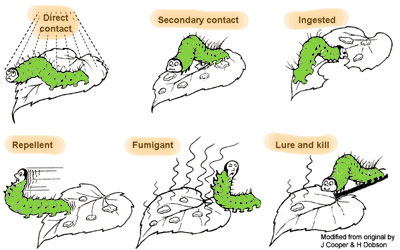 Ways insecticides enter pests