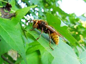 European hornet