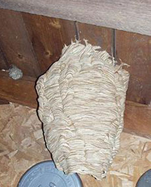 European hornet nest