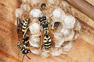 European paper wasp