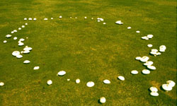 Mushroom fairy ring