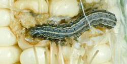 Fall armyworm