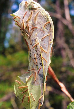 Fall webworm in cherry 