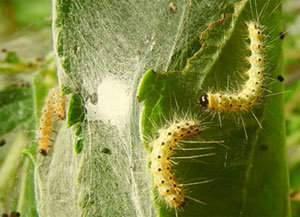 Fall webworm larvae