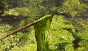 Filamentous algae
