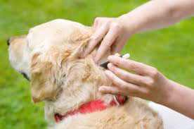 Applying spot treatment for fleas