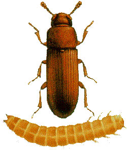 Flour beetle