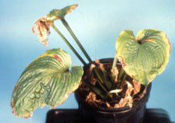 Foliar nematode damage on hosta