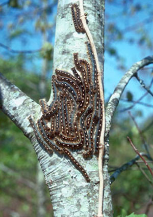 Forest tent caterpillars