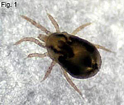 Northern fowl mite