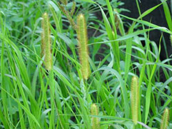 foxtail