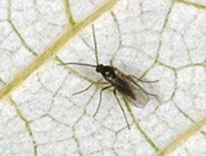 fungus gnat